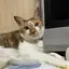 わかちこ。のプロフィール画像