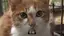 きゅうりのプロフィール画像