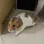 ぱなのプロフィール画像