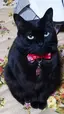 ネム猫のプロフィール画像