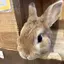 みみこのプロフィール画像