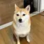 みかんのプロフィール画像