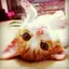 miyuのプロフィール画像