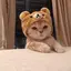 はのプロフィール画像