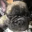 小虎のプロフィール画像
