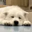 とらのプロフィール画像