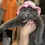 Bagiのプロフィール画像