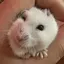 Lunaのプロフィール画像