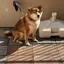 コウウのプロフィール画像