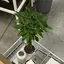 rankaのプロフィール画像