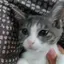 ワカメのプロフィール画像