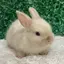 ちーかまりんごのプロフィール画像
