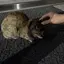 陽葵のプロフィール画像