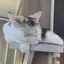 みーのプロフィール画像