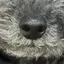 鼻のプロフィール画像