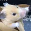 みるくのプロフィール画像