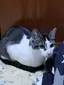 木蓮のプロフィール画像