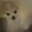炙りサーモンのプロフィール画像