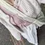 ハンナのプロフィール画像