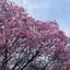 kiwiのプロフィール画像