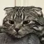 ケイトヒェンのプロフィール画像