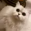 とむのプロフィール画像