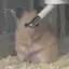 しょーたのプロフィール画像