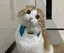 ちょこちっぷのプロフィール画像