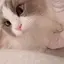 KRのプロフィール画像