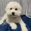 うめこのプロフィール画像