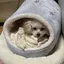 にゃんのプロフィール画像