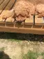 杏のプロフィール画像