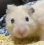 ひのプロフィール画像