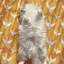 きみかのプロフィール画像