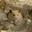 ぴのプロフィール画像