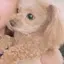 あやこーんのプロフィール画像