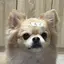 ぬのプロフィール画像