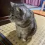 はぎゃたまのプロフィール画像