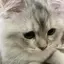 ココぴのプロフィール画像