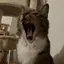さけねこのプロフィール画像
