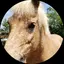 めぐみのプロフィール画像