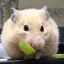 もものプロフィール画像