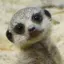 ねこのプロフィール画像