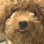 もこもこぷーどるのままのプロフィール画像