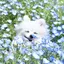 おもちのプロフィール画像