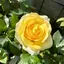 なつこのプロフィール画像
