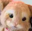 せいかのプロフィール画像