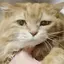 猫耳のプロフィール画像