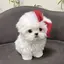 かのんのプロフィール画像