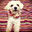 tomoのプロフィール画像
